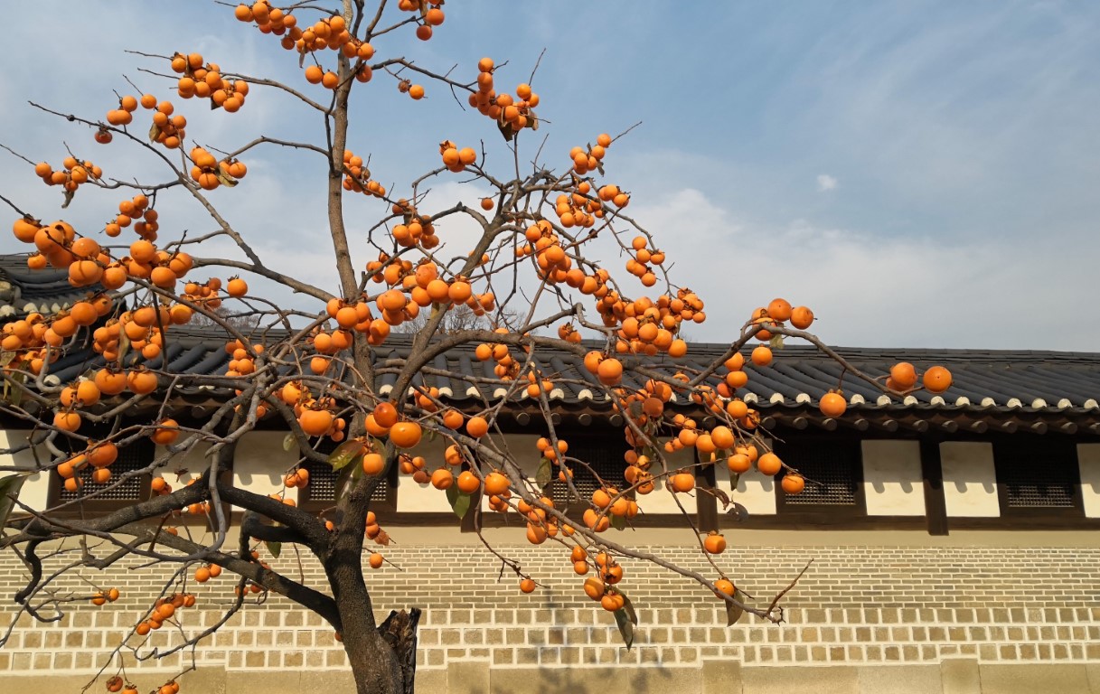 persimmon tree at changdeokgung